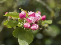 Malus domestica 'Bramley' apple blossom buds