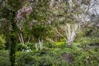 Looking under the blossom of Malus floribunda to a spring cottage garden with white bark of Betula utilis var. 'Jacquemontii' 