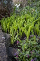 New shoots of Convallaria majalis, Lily of the Valley, growing with Pulmonaria in spring border