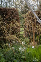 Cornus sanguinea underplanted with daffodils in spring cottage garden