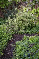 Bark mulched path winds through a cottage garden in spring, with Brunnera macrophylla and Spiraea x vanhouttei 'Pink Ice' edging