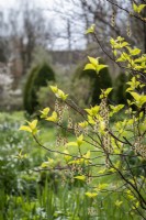Stachyurus praecox in a cottage garden in spring
