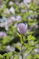 Magnolia 'Pinkie'