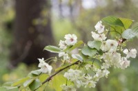 Prunus 'Gyoiko' - Japanese Flowering Cherry Blossom
