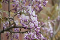 Wisteria brachybotyrs 'Showa-beni' - Silky wisteria