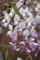 Wisteria brachybotyrs 'Showa-beni' - Silky wisteria 