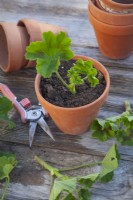 Propagating Pelargoniums with cuttings.