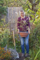 Woman carrying a pot-grown Cimicifuga racemosa syn. Actaea racemosa to plant in a flower bed.