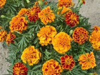 Tagetes patula Boy Flame, summer August