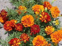 Tagetes patula Red Cherry, summer August