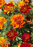 Tagetes patula Red Cherry, summer August