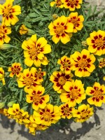 Tagetes patula Pascal, summer August