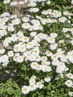 Tanacetum parthenium Tetra White, summer June