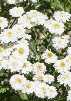 Tanacetum parthenium Tetra White, summer June