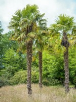 Trachycarpus fortunei, summer June