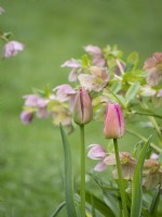 Pink combination of tulip and hellebore