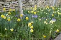 Daffodils and crocus growing in grass in front of a dry stone wall