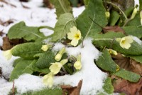 Primula vulgaris pushing up through snow