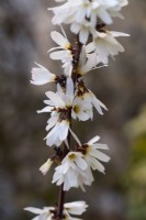 Abeliophyllum distichum - white forsythia