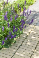Detail of two contrasting clay pavers at the edge of a patio in a small contemporary town garden with Salvia nemorosa 'Caradonna'. June.
