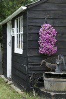 Bright pink bacopa growing in a hanging flower bag or pouch attached to a weather boarded garden shed. Ornamental water pump and metal bird sculpture. June.