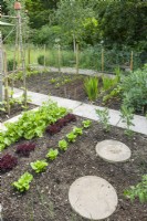 Garden vegetable patch arranged with paths and stepping stones for access and surrounded by a protective fence of chicken wire. Rows of lettuces, broad beans, raddishes and betroot. June.