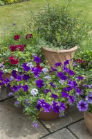 Group of terracotta pots on a terrace with petunias, verbenas baccopa and pelargoniums. June,