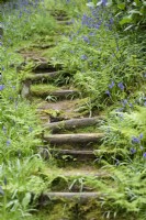 Wooden steps through bluebells and ferns in April