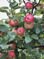 Apple 'Red Miller's Seedling' - Malus domestica