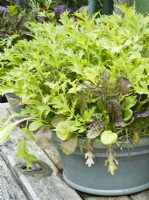 Salad leaves 'Oriental Mustard' grown in ceramic container