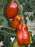 Tomato 'San Marzano 2' - Solanum lycopersicum
