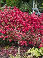 Euonymus alatus 'Rudy Haag' - Winged spindle
