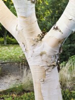 Betula costata - Birch tree - peeling bark