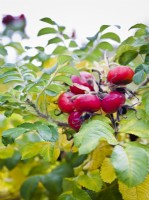 Rosa rugosa 'Alba' - large red hips in autumn