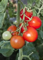 Tomato 'Akron' - August