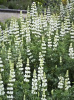 Lupinus arboreus - white-flowered tree lupin - June