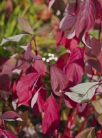 Cornus alba Baton Rouge 'Minbat' - Dogwood - red leaves and stems in autumn