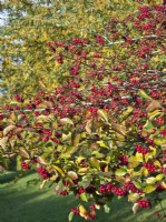 Crataegus persimilis 'Prunifolia' - red berries in Autumn - Hawthorn, Broad-leaved cockspur thorn
