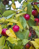 Malus 'Evereste' - Crab apple - red fruits in autumn