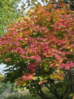 Acer japonicum 'Vitifolium' - autumn foliage - Japanese maple

