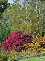 Colourful autumn foliage - Acer palmatum, Hamamelis, Betula utilis