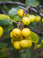 Malus 'Butterball' AGM - Crab apple, yellow fruits in autumn