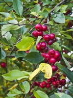 Malus 'Striped Beauty' - Crab apple - red berries fruits in autumn
