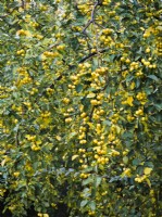 Malus 'Butterball' - Crab apple, yellow fruits in autumn