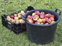 Harvested apples in bucket and crate - Malus domestica