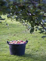 Harvested apples in bucket under tree - Malus domestica