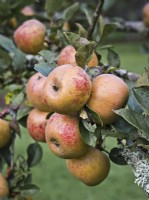 Apple 'Ashmead's Kernel' - Malus domestica - dessert apple