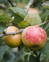 Apple 'Ashmead's Kernel' - Malus domestica - a dessert variety