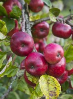 Apple 'Brown's Apple' - a cider variety - Malus domestica - October