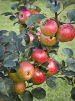 Apple 'Bramley's Seedling' - Malus domestica - cooking apple